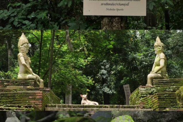 ✨🌄 Chiang Mai Full-Day Private Tour 🌄✨